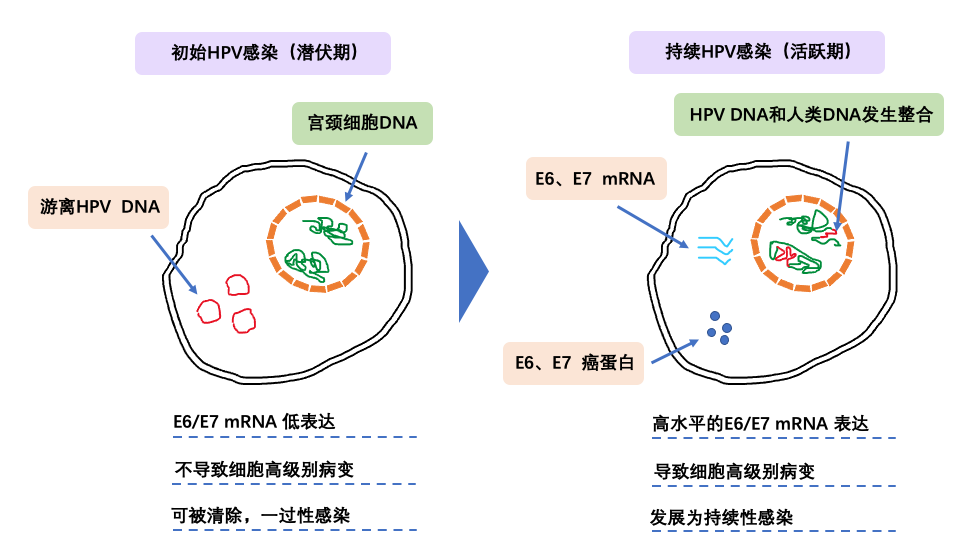 HPV感染过程.png